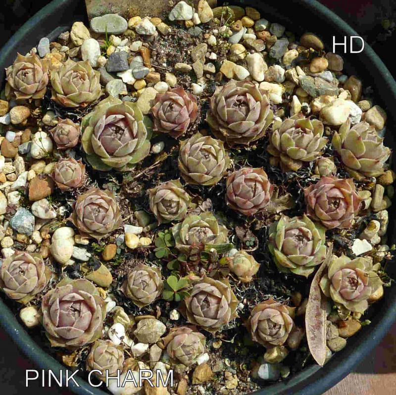 Pink Charm