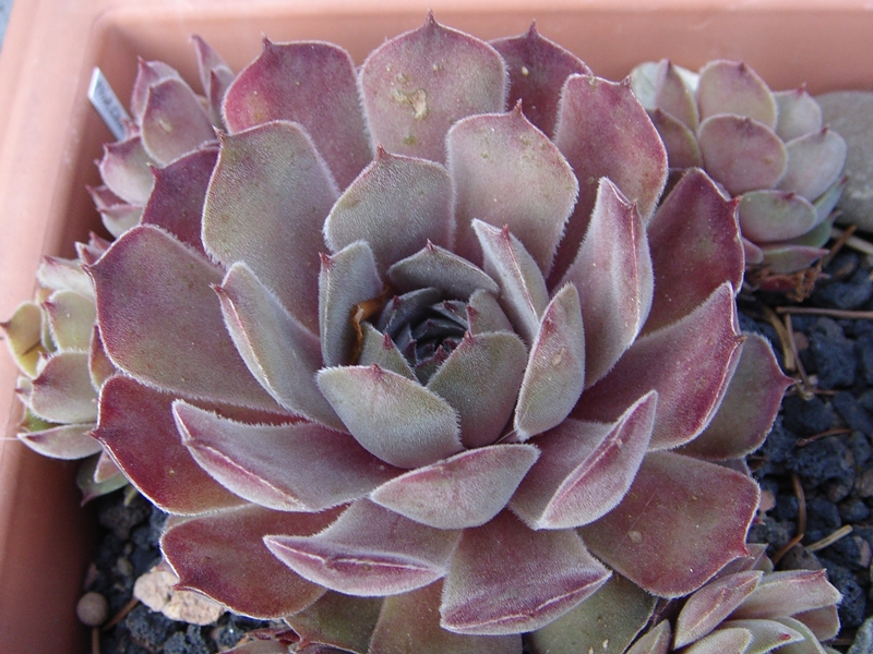 Pink Charm
