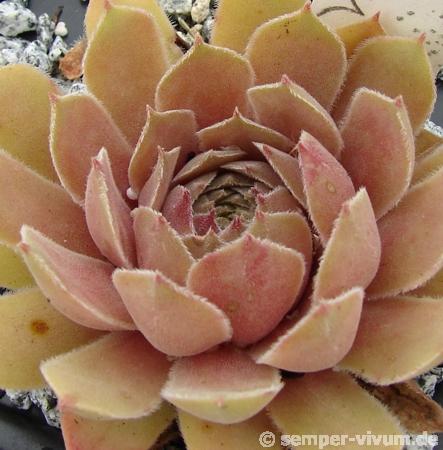 Pink Charm