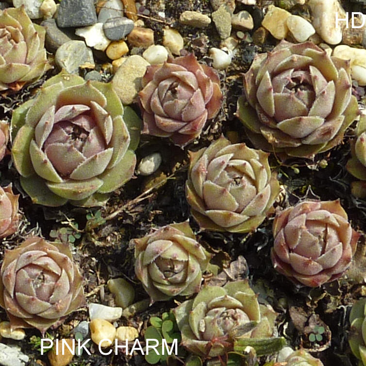 Pink Charm
