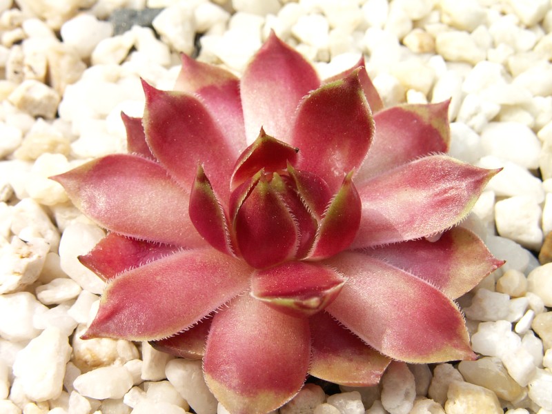 Pink Dawn