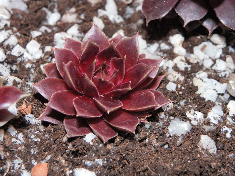 Pink Dazzler