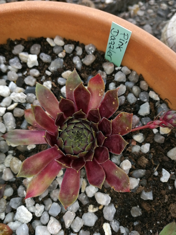Pink Dazzler
