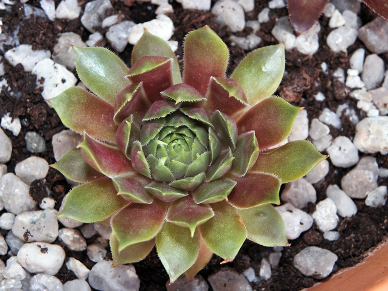Pink Dazzler