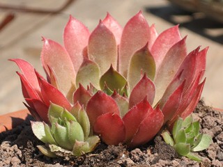 Pink Delight