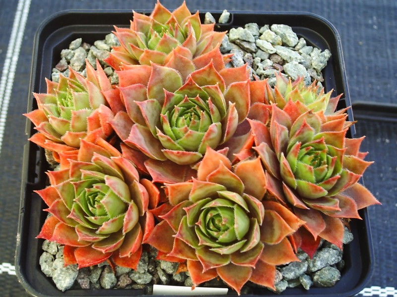 Pink Delight