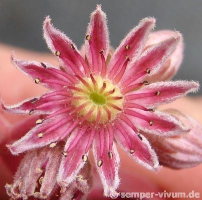 Pink Grapefruit