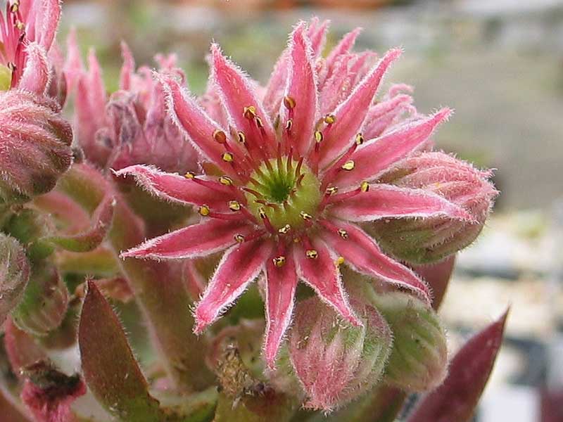 Pink Grapefruit