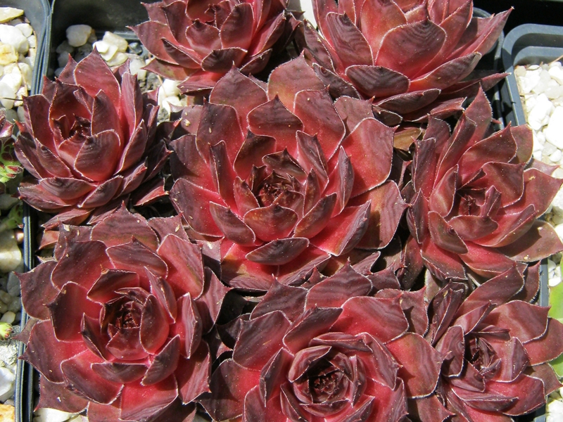 Pink Korspel