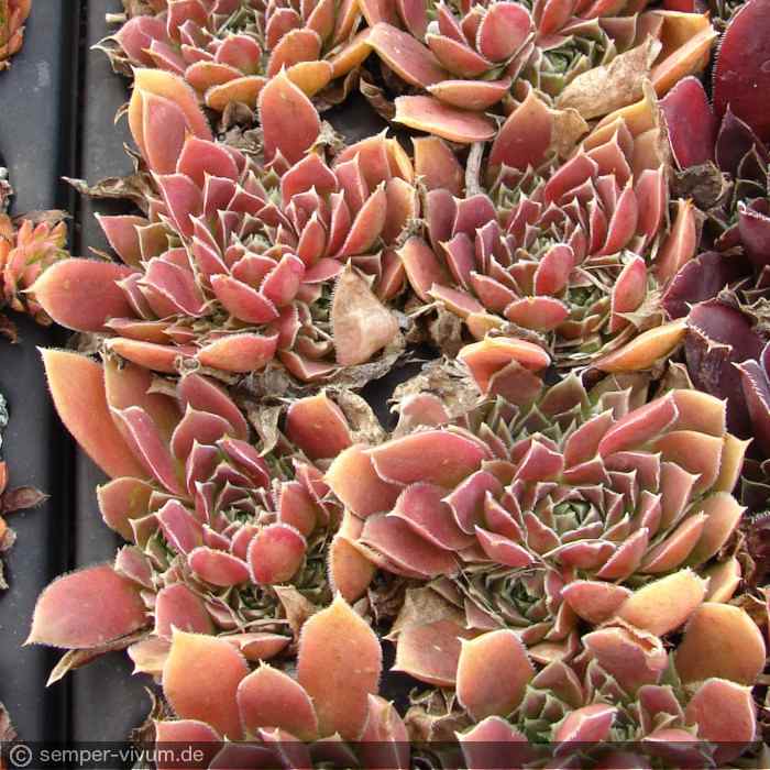 Pink Mandarin / Jovi