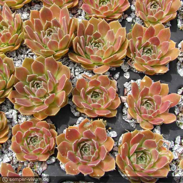 Pink Mandarin / Jovi