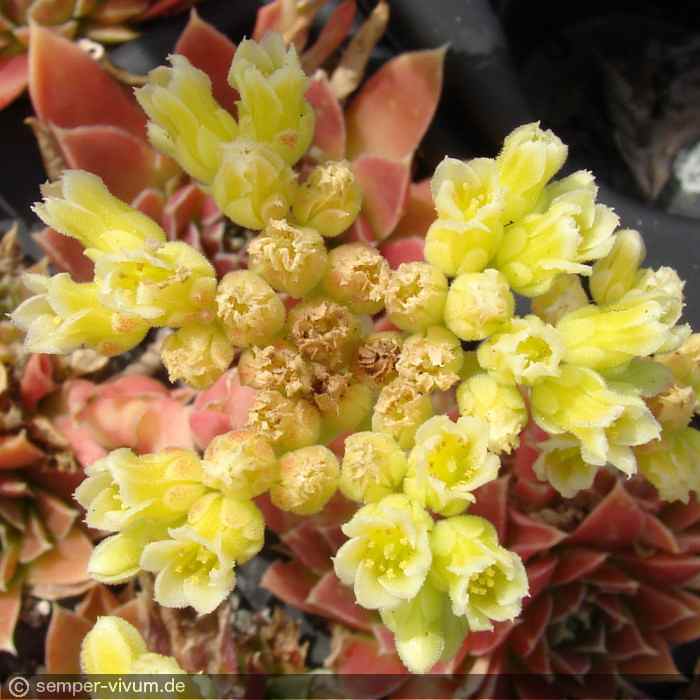 Pink Mandarin / Jovi