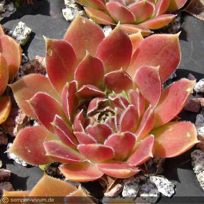 Pink Mandarin / Jovi