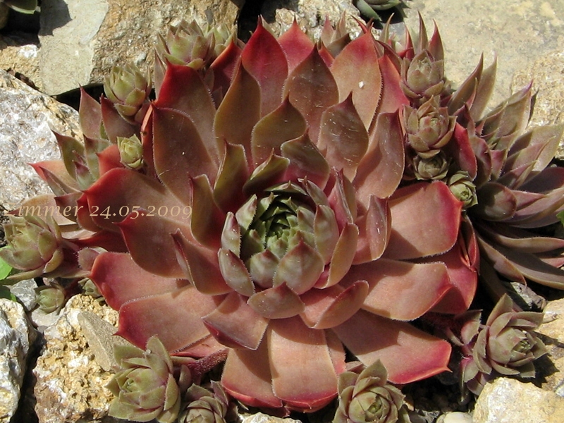 Pink Puff