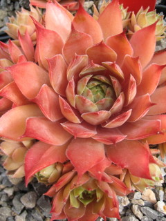 Pink Puff