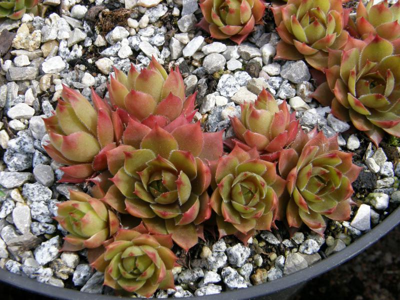 Pink Puff