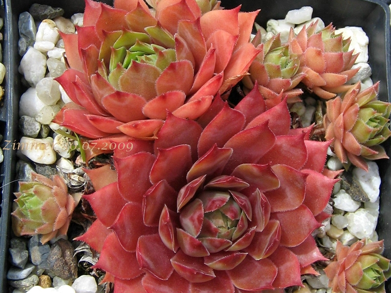 Pink Puff