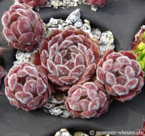 Pink Puff