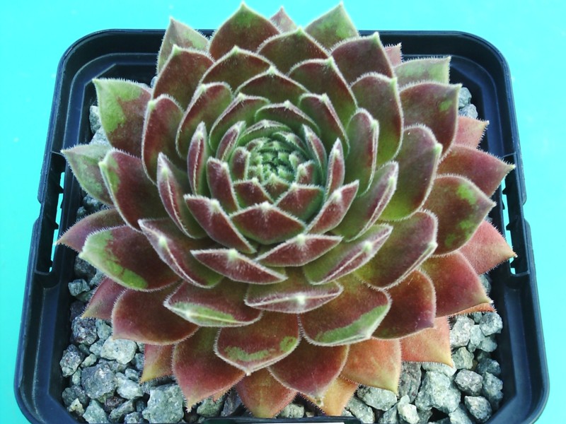 Pink Puff