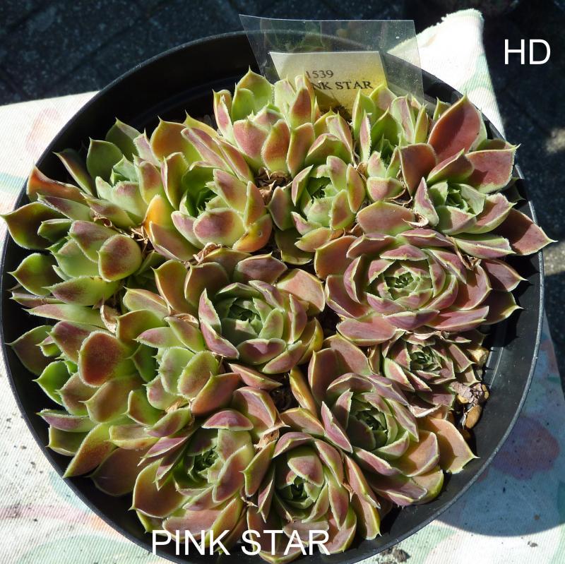 Pink Star / Jovi