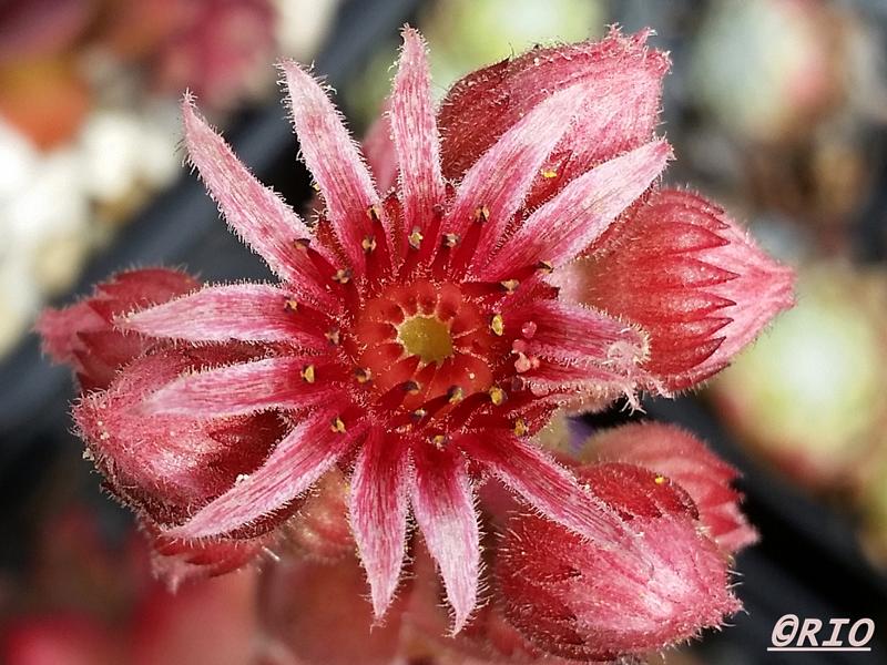 Pink Star