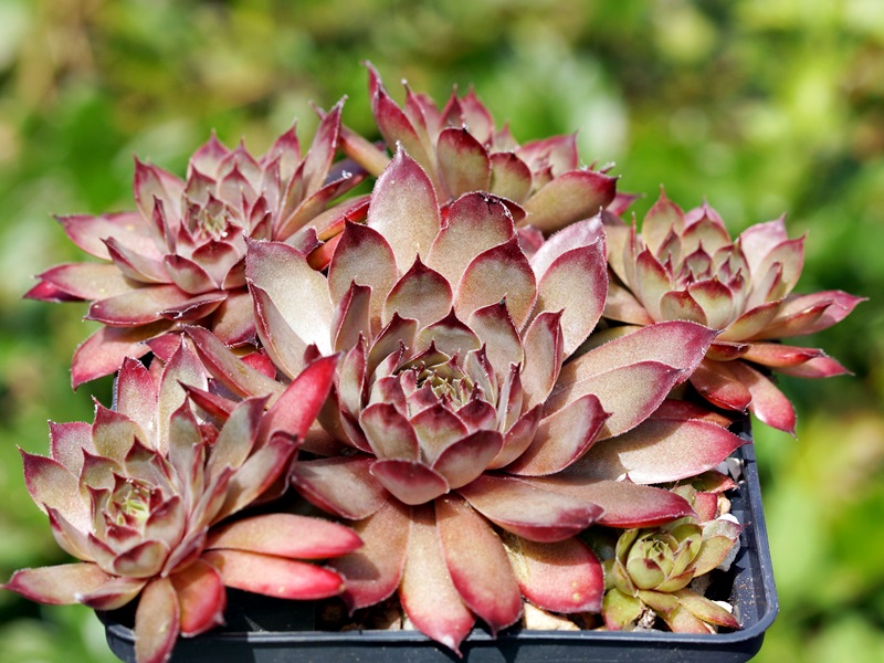 Pink Star