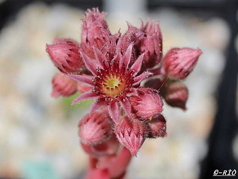 Pink Star