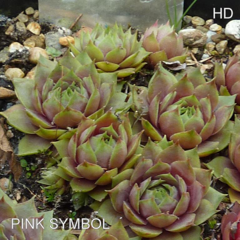Pink Symbol