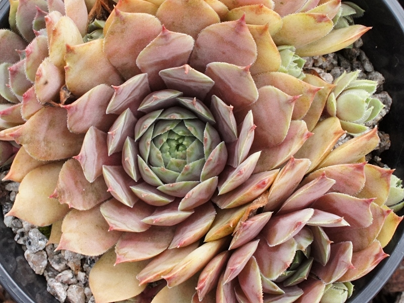 Pink Symbol