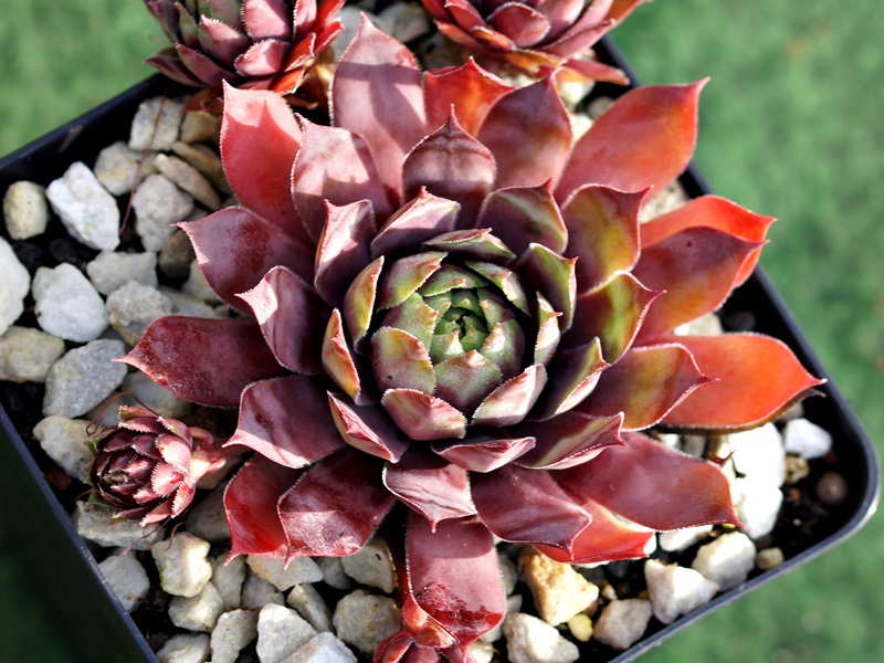 Pinnacle Pink