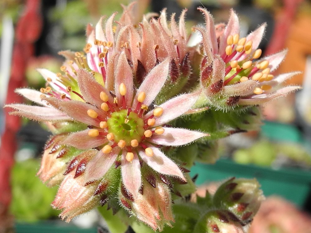 montanum x S. pittonii