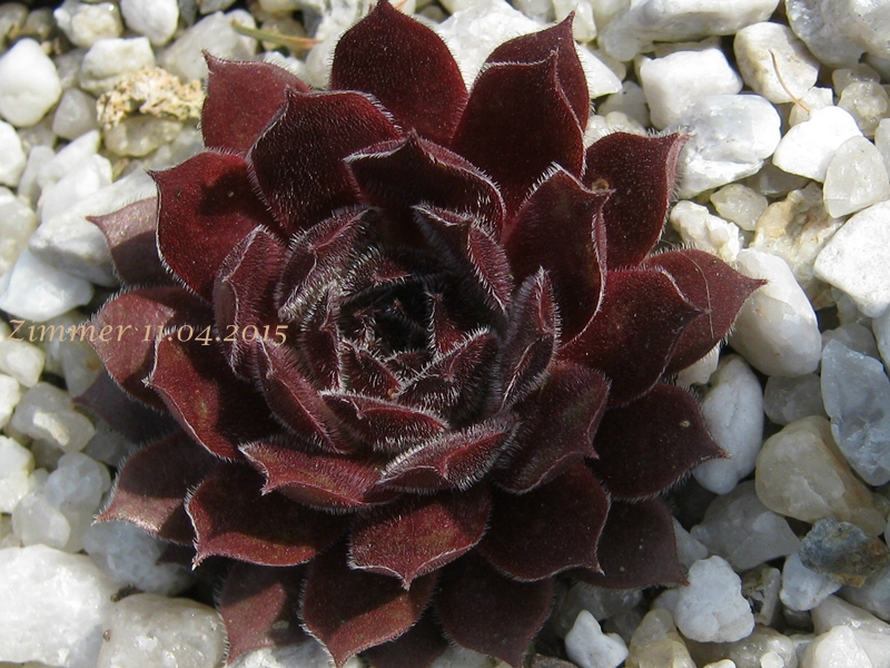 Plum Frosting