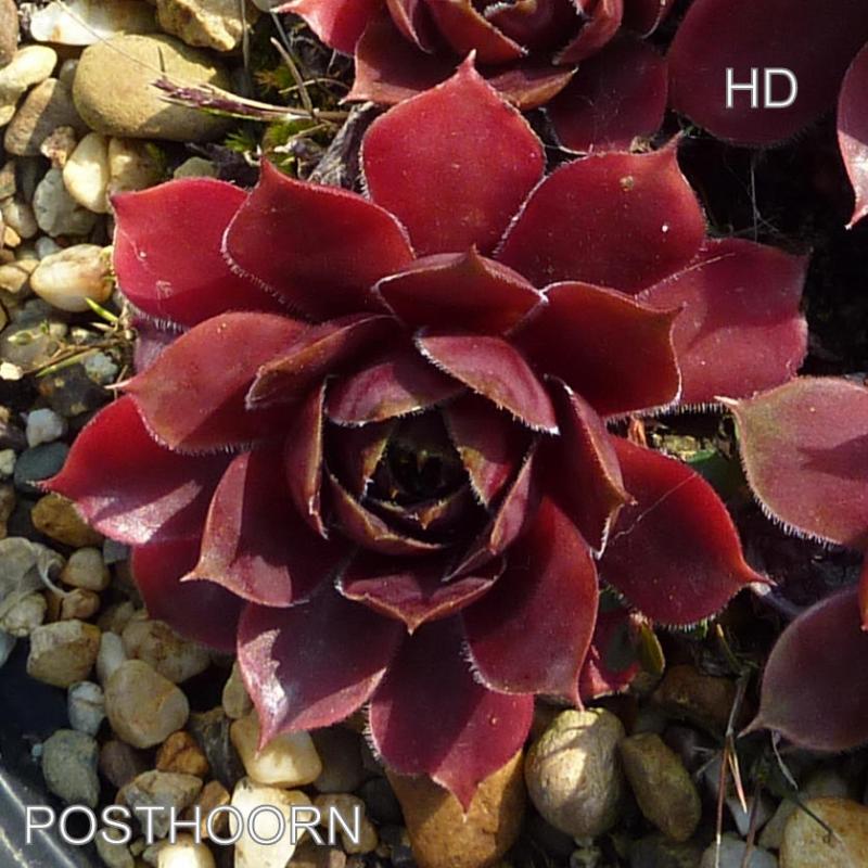 Posthoorn