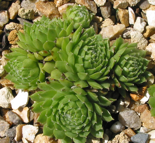 Pottsii