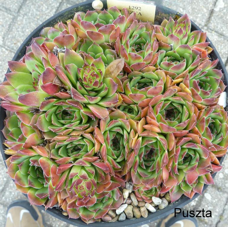 Puszta / Jovi