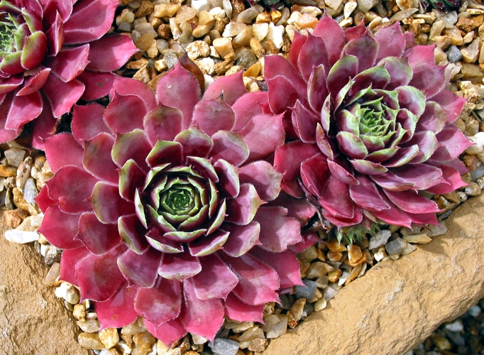 Van Baelen
