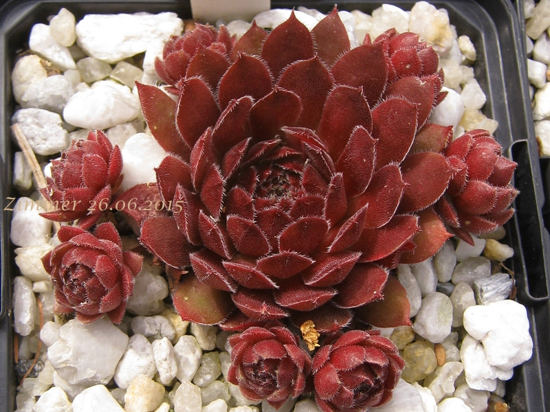 Velvet Blush