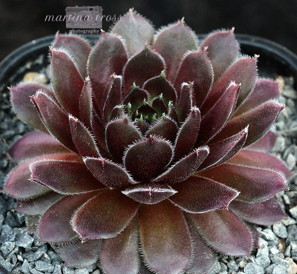 Velvet Blush