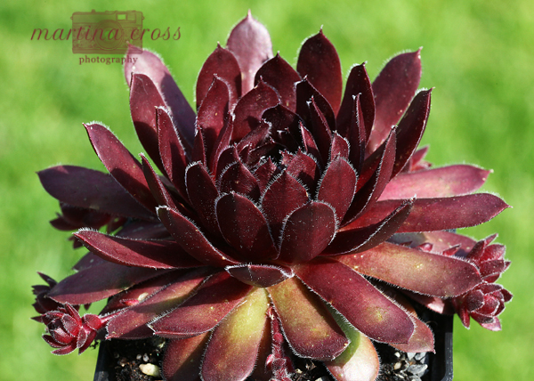 Velvet Blush