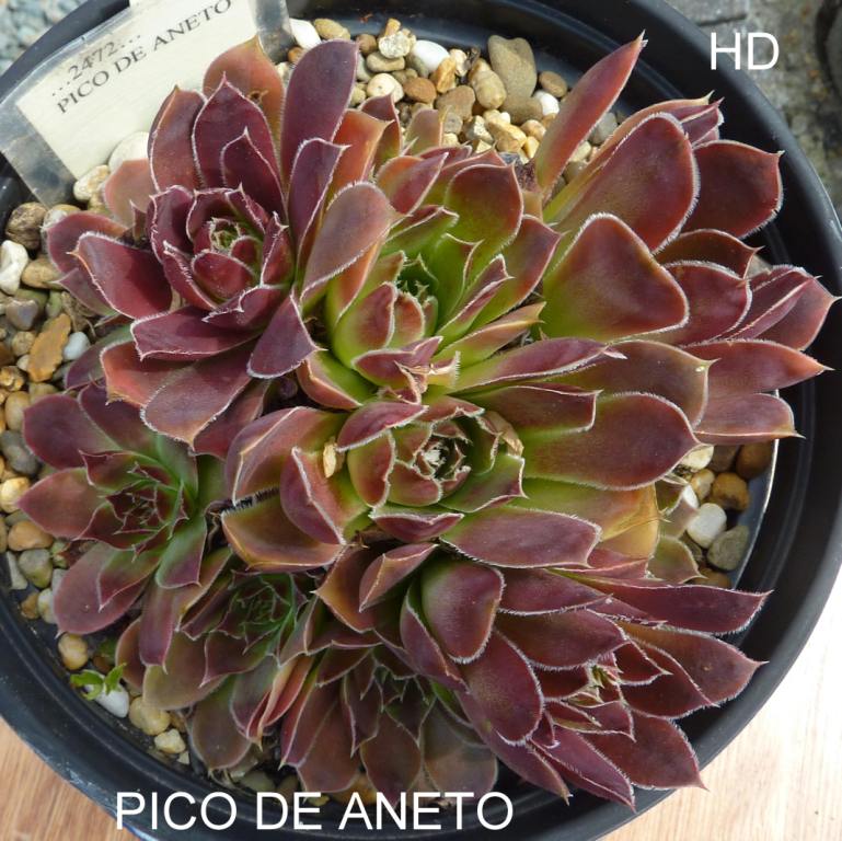 Pico de Aneto / Jovi