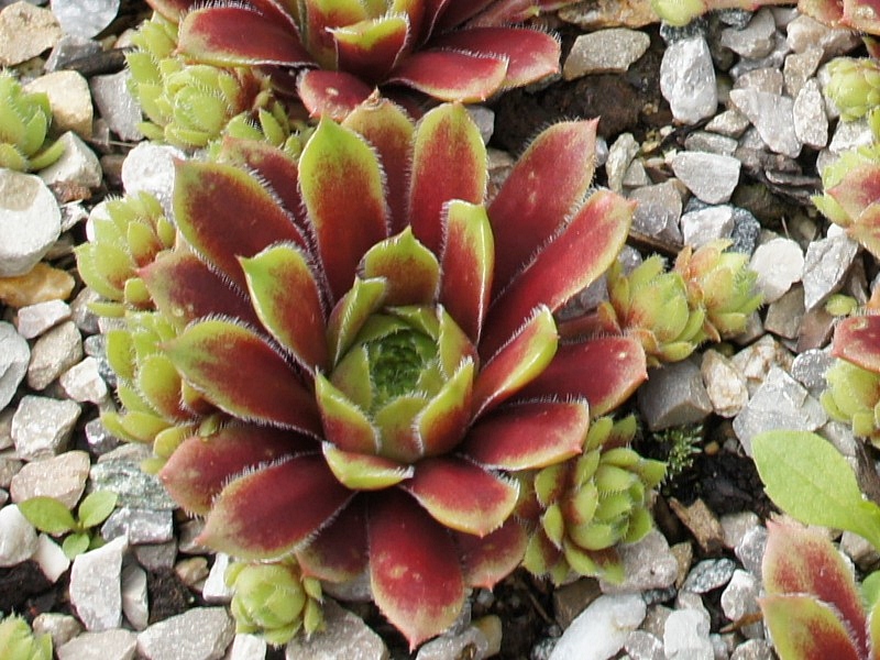 Rosenhügel