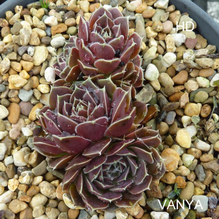 Vanya / Jovi