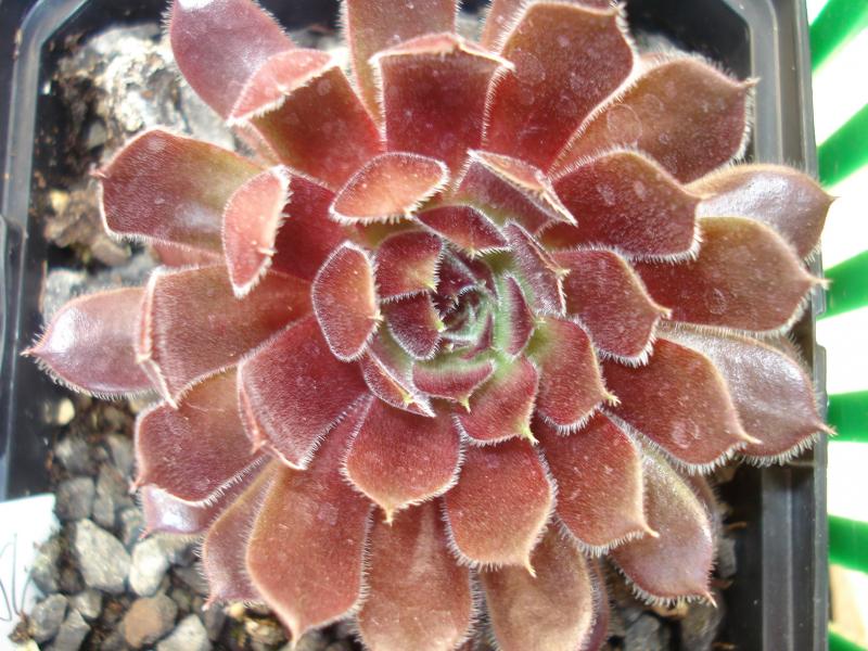 Velvet Blush