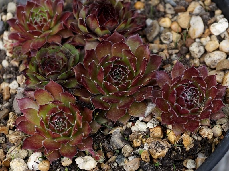Pernille