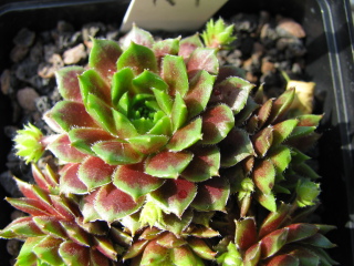 Rosenhügel