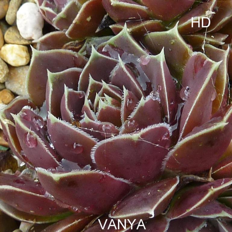 Vanya / Jovi