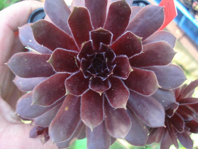 Velvet Blush