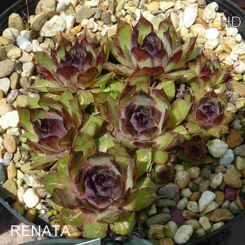 Renata