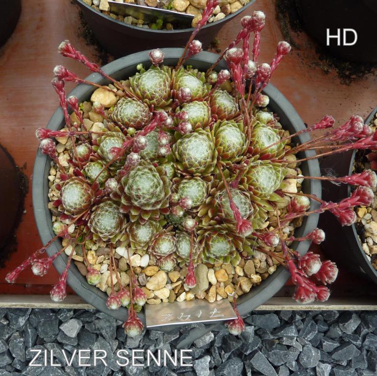 Zilver Senne