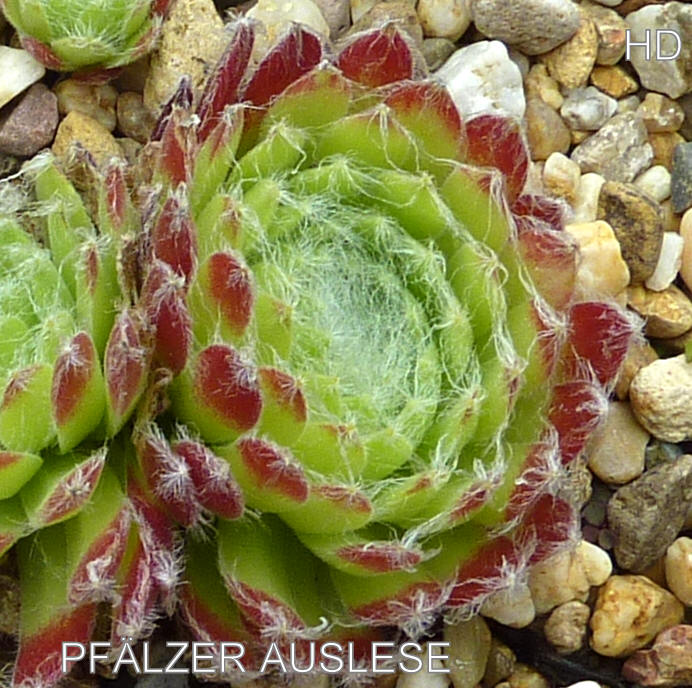 Pfälzer Auslese